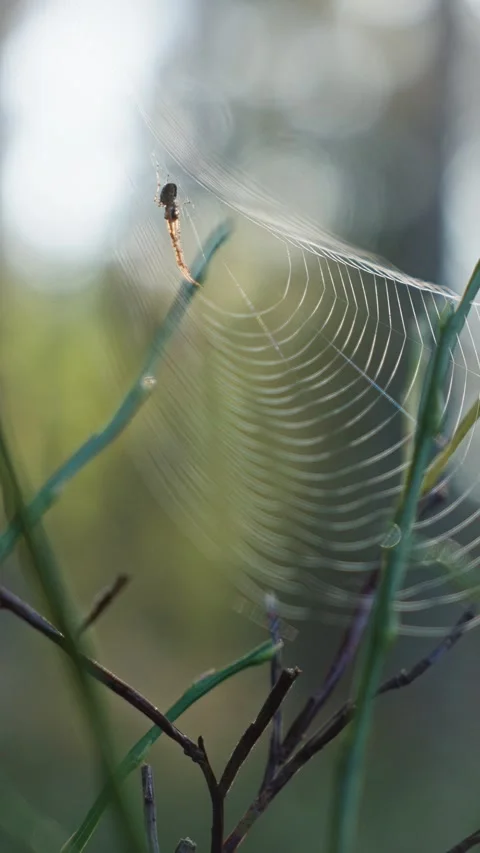 Macro close up of spider web glistening in soft morning Vidéo 347124903