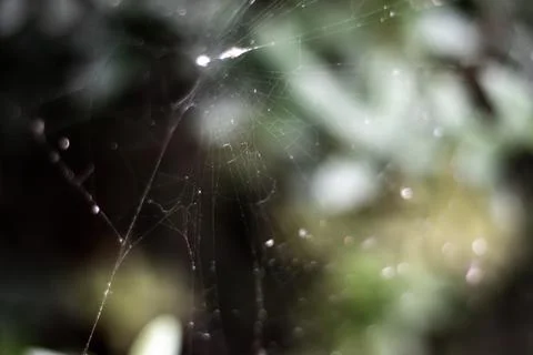 Macro, close up of spider web in the tree Stock Photos