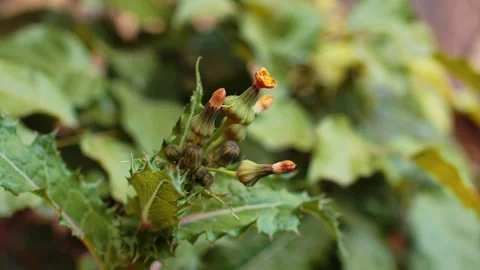 Macro Close-up of Spiky Green Leaves and Yellow Flower Buds 動画素材 336529185