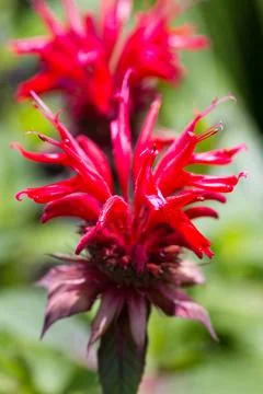Macro Close-up of Spiky Red Bee Balm Flower Head Stock Photos