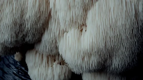Macro Close-Up of Spiny Lions Mane Mushroom with Upward Camera Motion 스톡 동영상 332043270