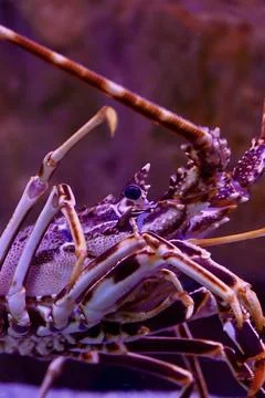 Macro Close-up of Spiny Lobster Head and Long Antennae in Purple Aquarium Lig Stock Photos