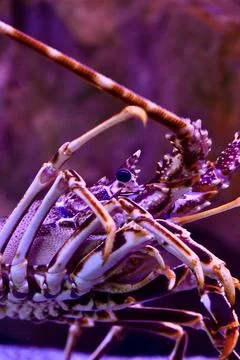 Macro Close-up of Spiny Lobster Head and Long Antennae in Purple Aquarium Lig Stock Photos