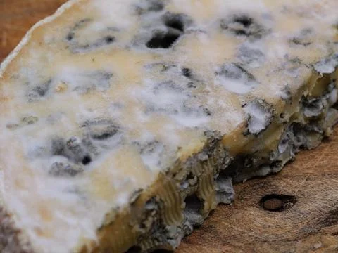 Macro close-up of spoiled cheese covered with mold. Detailed texture of mol.. Stock Photos