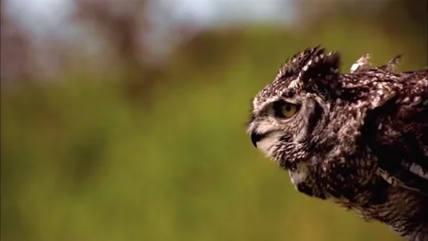 Macro Close Up of Spotted Eagle-Owl Head, Detailed Raptor View, 4K Stock Footage 337055198