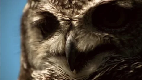 Macro Close Up of Spotted Eagle-Owl Head, Detailed Raptor View, 4K Stock Footage 337055214