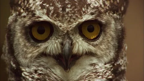 Macro Close Up of Spotted Eagle-Owl Head, Detailed Raptor View, 4K Stock Footage 337055229