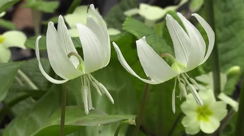 Macro Close up Spring White Spider Flowers Blooming in Sunshine Stock-Footage 50315476