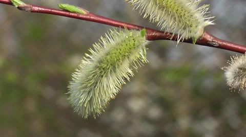 Macro close up of Spring Willow Tree Catkin Blowing in the wind Stock-Footage 50330788