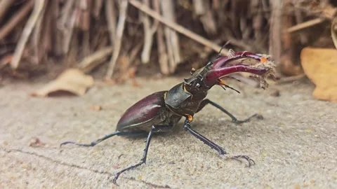 Macro Close-Up of Stag Beetle Beginning to Walk on Forest Floor Stock Footage 340559758