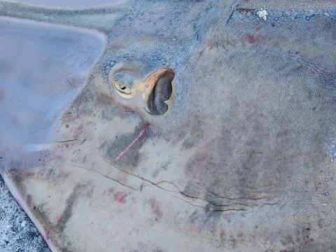 Macro Close-Up of Stingray Spiracle and Respiratory Anatomy Fotos Stock