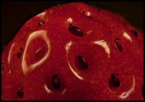 Macro Close-Up of Strawberry Surface With Glossy Texture and Seeds Stock Photos