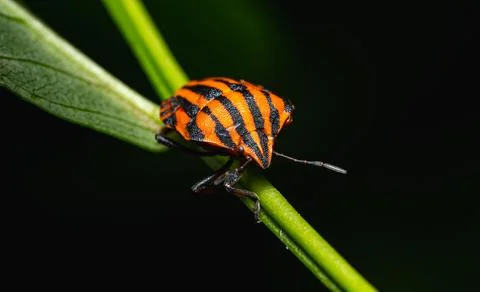 Macro close-up of a striped shield bug (Graphosoma lineatum) Photos