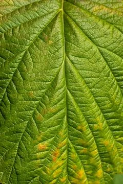 Macro close up on the structure and venation network of a green leaf Foto stock