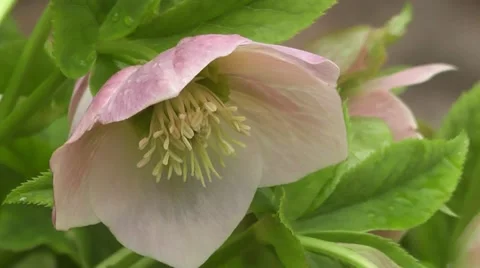Macro Close Up Stunning Spring Hellebore Lenten Rose Flowers Blooming in Spring Stock-Footage 50325404