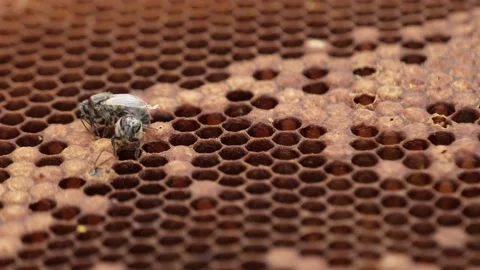 Macro close up of Swarm Of sick Bees affected of varroa external parasitic Vidéo 170059377
