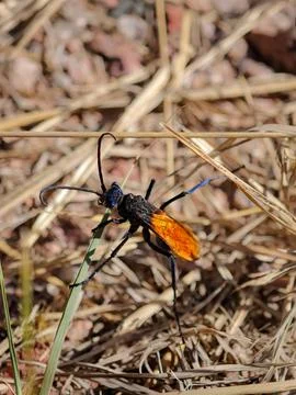Macro close up of a tarantula hawk wasp perched on dry grass in nature Stock Photos