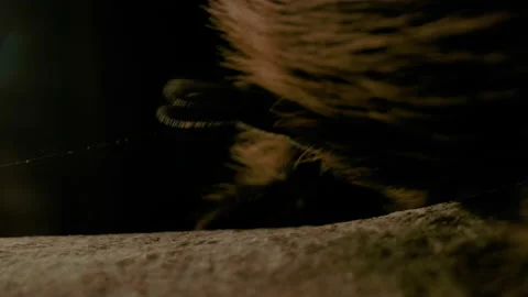 Macro close up of tarantula spinning web Stock Footage 171139391