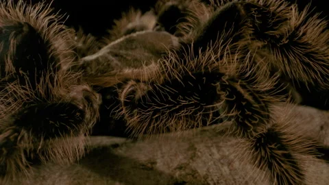 Macro close up of a tarantula walking on a branch Stock Footage 171139398