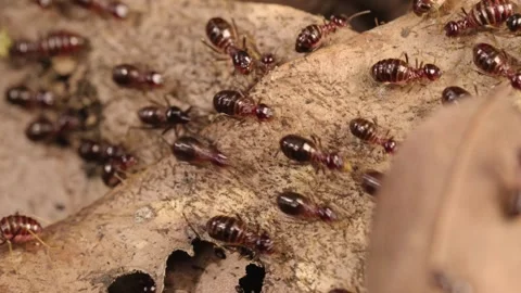 Macro Close-up of Termite Workers Foraging on Dry Leaves in Forest Litter Stock Footage 340966656