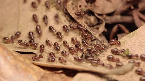 Macro Close-up of Termite Workers Foraging on Dry Leaves in Forest Litter Stock Footage 340966692
