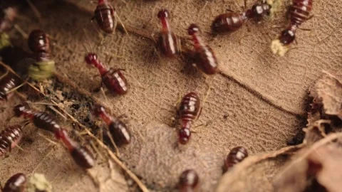 Macro Close-up of Termite Workers Foraging on Dry Leaves in Forest Litter Stock Footage 340966710