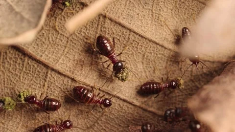 Macro Close-up of Termite Workers Foraging on Dry Leaves in Forest Litter Stock Footage 340966715