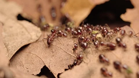 Macro Close-up of Termite Workers Foraging on Dry Leaves in Forest Litter Stock Footage 340966721