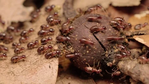 Macro Close-up of Termite Workers Foraging on Dry Leaves in Forest Litter Stock Footage 340966756