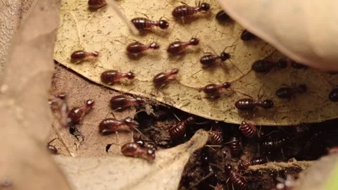 Macro Close-up of Termite Workers Foraging on Dry Leaves in Forest Litter Stock Footage 340966771
