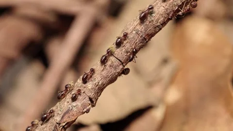 Macro Close-up of Termite Workers Foraging on Dry Leaves in Forest Litter Stock Footage 340966782