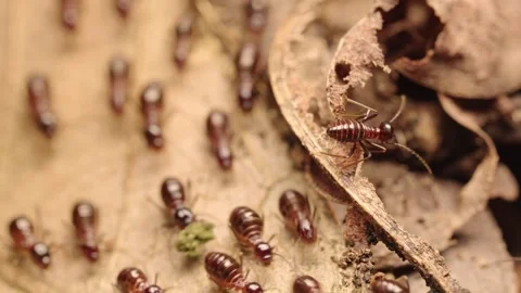 Macro Close-up of Termite Workers Foraging on Dry Leaves in Forest Litter Stock Footage 340966803