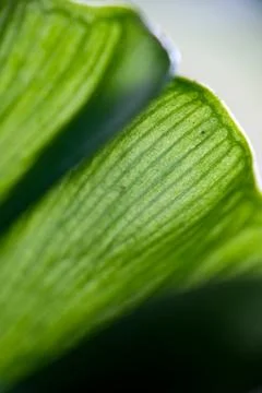 Macro close-up texture of Asplenium nidus or Cobra fern foliage Stock Photos
