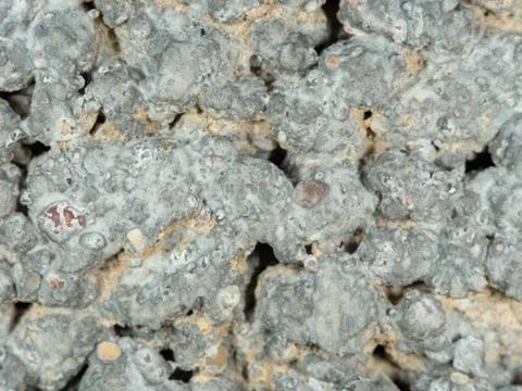 Macro close-up for texture, backround. Stock Photos