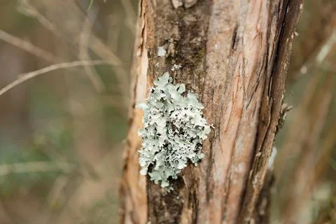 A macro close up of the texture of green scaled lichen on a tree trunk Stock Photos