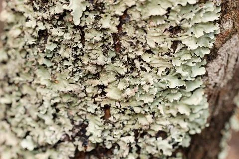 A macro close up of the texture of green scaled lichen on a tree trunk Stock Photos