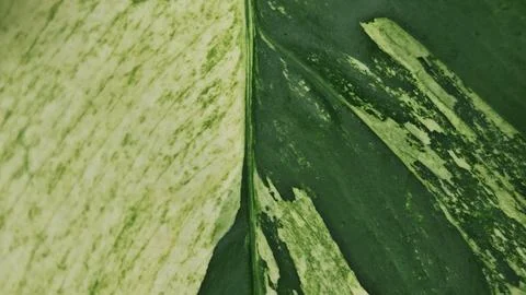 Macro close up texture of rare variegated Monstera Mint leaf showing. Stock Photos