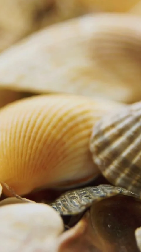 Macro close up of textured sea shells rotating slowly Stock Footage 334169020