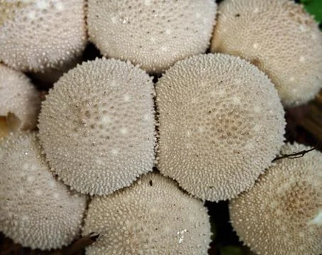Macro Close-up of Textured White Puffball Mushrooms Stock Photos
