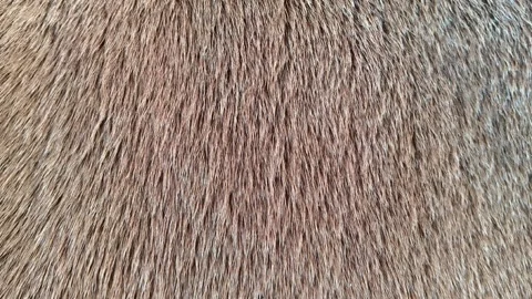 Macro Close-up of Thick Brown Animal Fur Texture and Hair Patterns Stockbeeldmateriaal 324902872