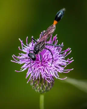 Macro close-up of a thread-waisted wasp feeding on a purple thistle flower 스톡 사진