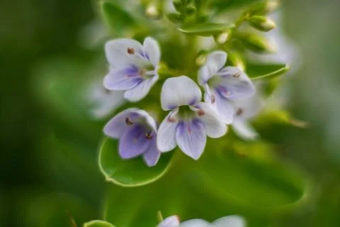 Macro close-up of Thyme-leaved Speedwell wildflower with soft focus background Foto stock