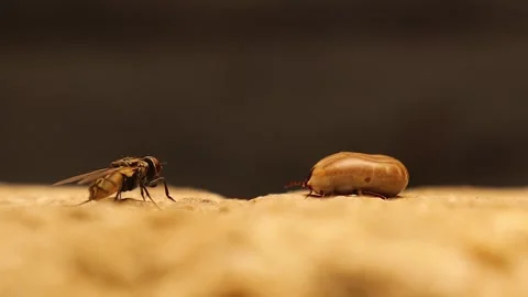 Macro close-up of tick and fly. detailed insect view for science and education Stock Footage 316944077