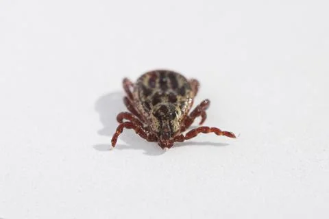Macro close-up of tick isolated on a white background. Dangerous parasite, .. Stock Photos