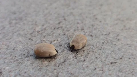 Macro close up of ticks full of blood. Dangerous parasites carrying Vidéo 334463650