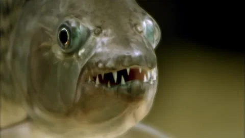 Macro Close Up of Tigerfish in Dark Water, Detailed Freshwater Predator, 4K Stock Footage 337055240