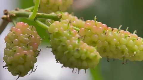 Macro close up of tiny green plant leaves Video stock 346562495