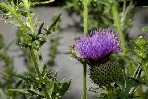 Macro close-up: a tiny insect pollinator gathering nectar on a purple thistle (C Stock Photos