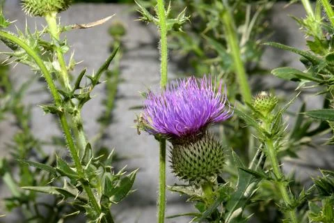 Macro close-up: a tiny insect pollinator gathering nectar on a purple thistle (C Stock Photos