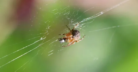 Macro close up of tiny spider eating even smaller insect Stock Footage 279846626